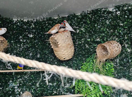 Zebra finches for sale