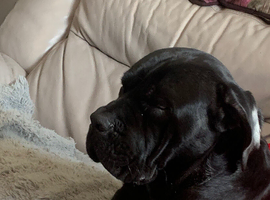 Cane corso