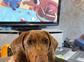 9 month male Miniture dashund