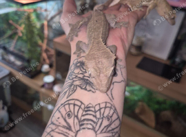 Male axantic crested gecko