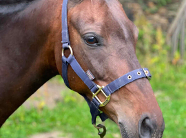 Cracking 13.2hh British Riding Pony