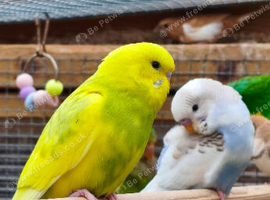 5 young budgies for sale in Maidstone