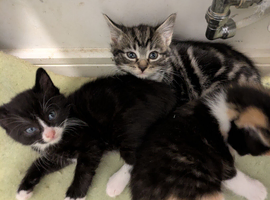 2 beautiful female kittens
