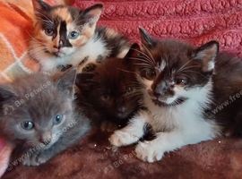 X4 8wk old mixed colour kittens