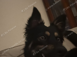 Active/working family needed for Poppy.