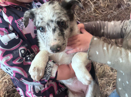 Last Blue Merle Bitch pup