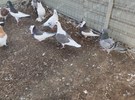 Saddel fancy pigeon