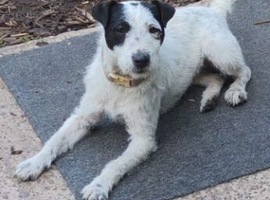 Jack Russel bitch 10 months old
