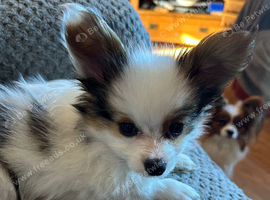 Kc reg papillon puppys.READY NOW!!!!