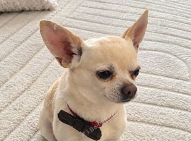 Chihuahua stud