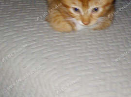 Black and white kitten eight weeks old 50 pounds