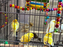 Good quality canaries