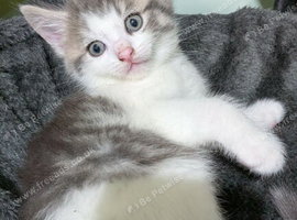 Cute Kittens Looking Homes