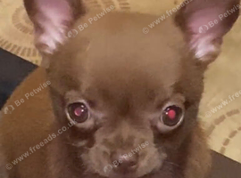 Chihuahua chocolate girl