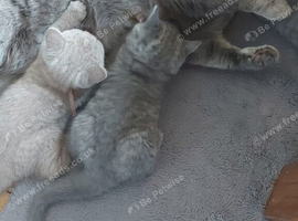 GCCF Pedigree British Shorthair Kittens