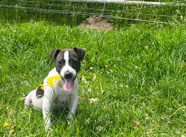 Parson type jack russells