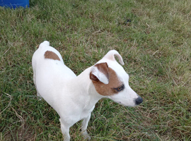 3 female and 3 male jack russell puppies looking for a forever homes