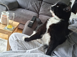 Cats needing rehoming asap