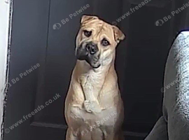 8 month puppy  sharpie mixed with a staffy
