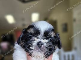 Beautiful little shih tzu pups