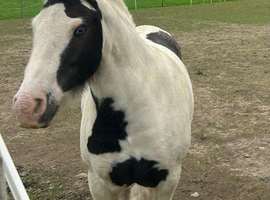Lovely Pony for sale