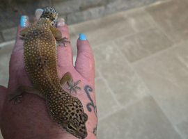 Female leopard gecko
