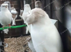white and fawn glosters