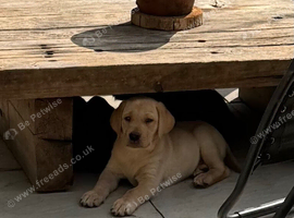 Kc reg lab pups looking for new homes