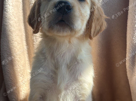 Golden retriever puppies