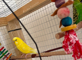 2 male budgies