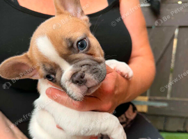 Puppies of French bulldog