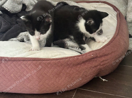 Kittens looking for a home