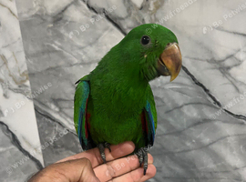 Friendly Baby HandReared Super Tame Cuddly Eclectus Parrot,28