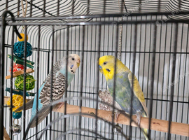 2 budgies needing to be rehomed
