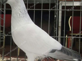 Ice pigeons for sale