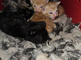 Tabby male kitten