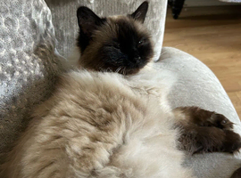 our Beautiful long haired ragdoll