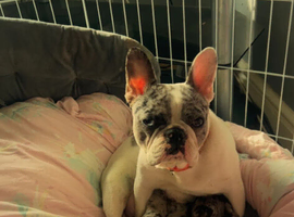 Beautiful French Bulldog Puppies for Loving Homes