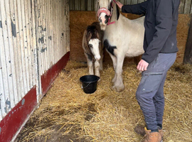 13hh mare and colt foal