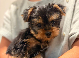 YORKSHIRE TERRIER