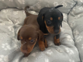 Beautiful dachshund puppies