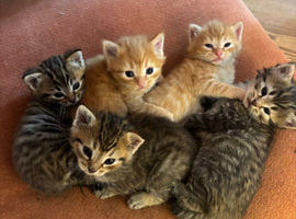 Kittens Devon tabby and ginger