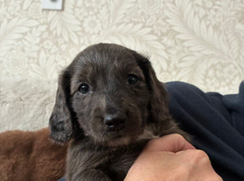 Springer spaniel cross dachshund puppies