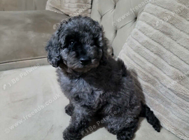 One beautiful little Cavapoo girl remaining