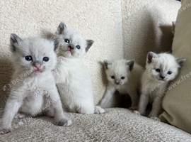 Beautiful Tonkdoll Kittens &ndash; 2 Boys & 2 Girls