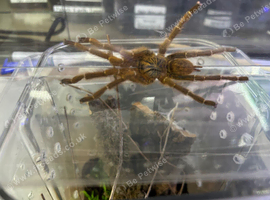 OBT USAMBARA Orange, P MURINUS
