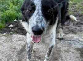 Border collie bitch