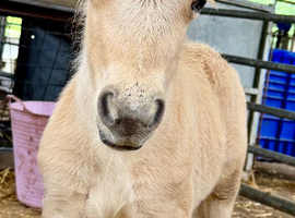 Miniature Shetland Colt