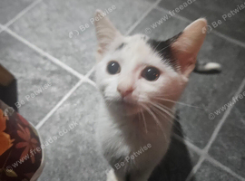 Kittens ready to leave for sale 1 left