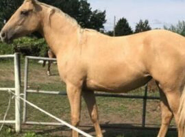 3 yrs old Palomino Filly